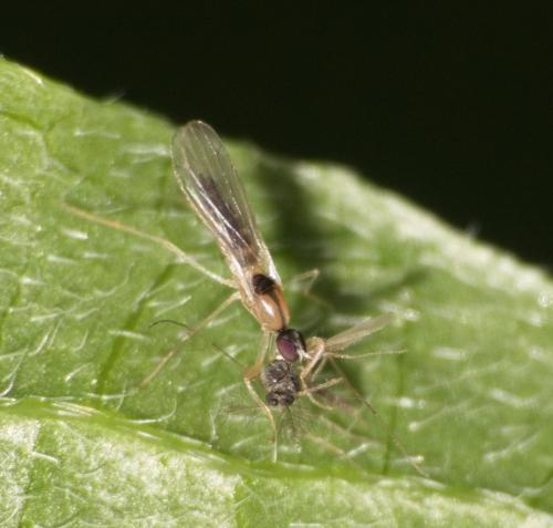 Hemerodromia sp.